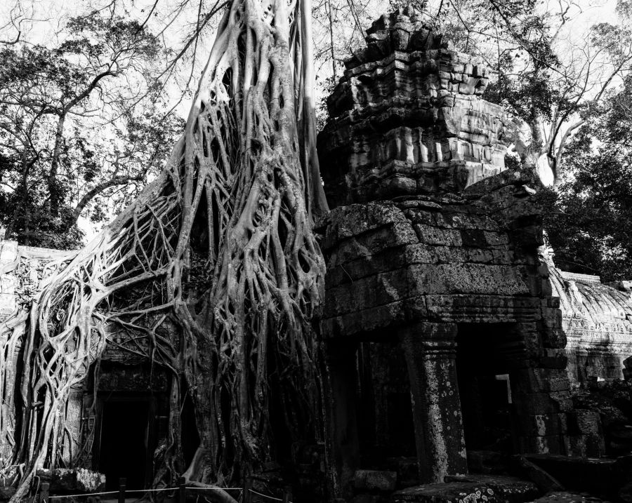 ta prohm-141-4.jpg